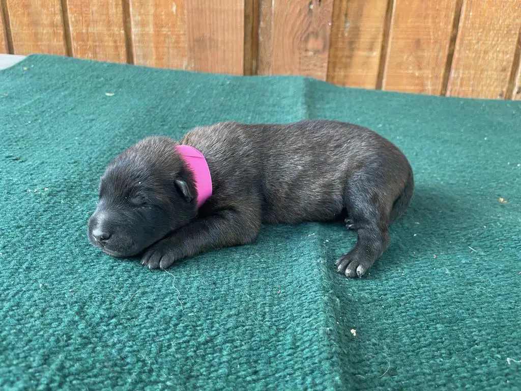 AKC Female Belgian Malinois Puppy