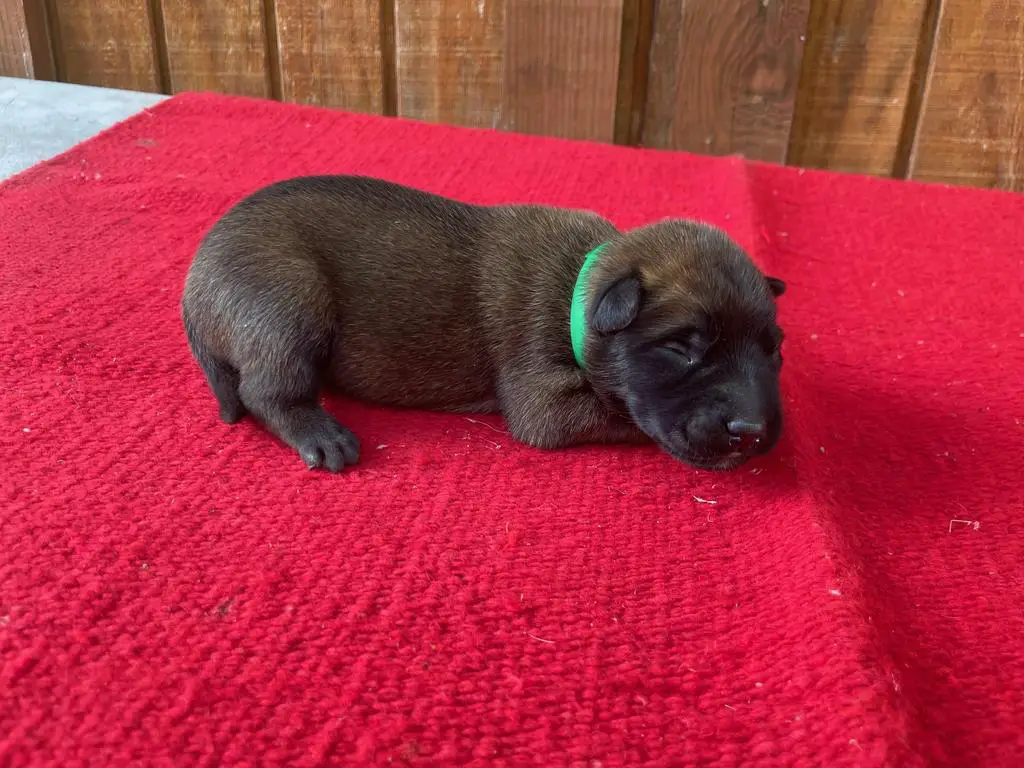AKC Male Belgian Malinois Puppy
