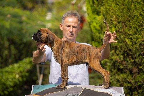 German Boxer