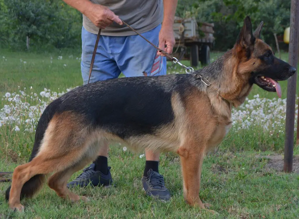 Beautiful 2 years old VA1 Mondo g.daughter