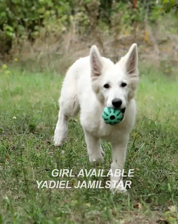 YADIEL JAMILSTAR GIRL Y PINK GIRL
