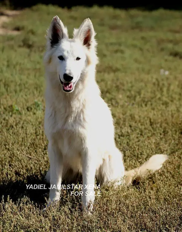 YADIEL DZSEMILSTAR -PURPLE GIRL X LITTER