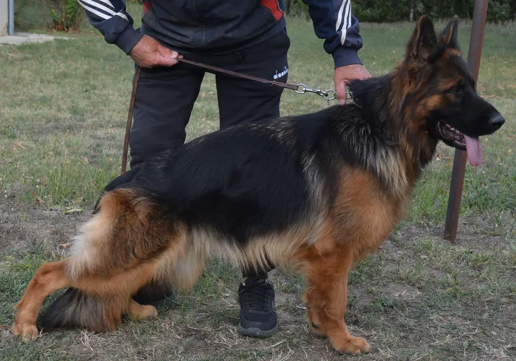Pregnant long hair female