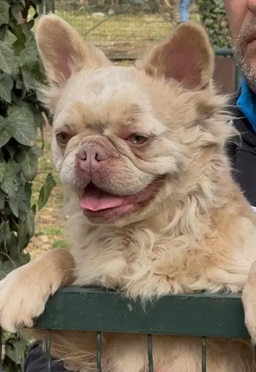 French Bulldog, female in heat