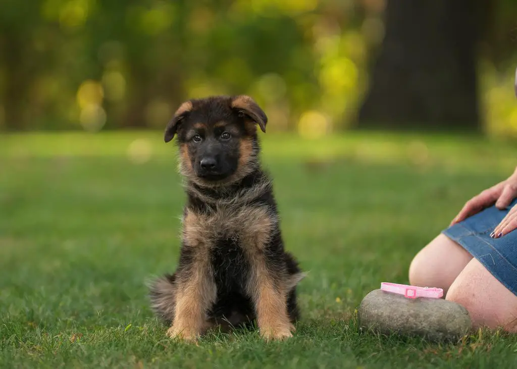 WGSL Female for PET Home!