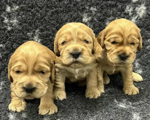 English cocker spaniel, puppies