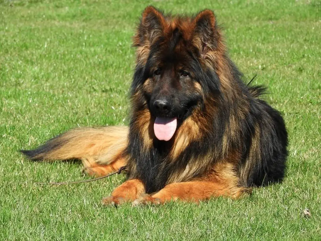 Sable WGSL long coat male