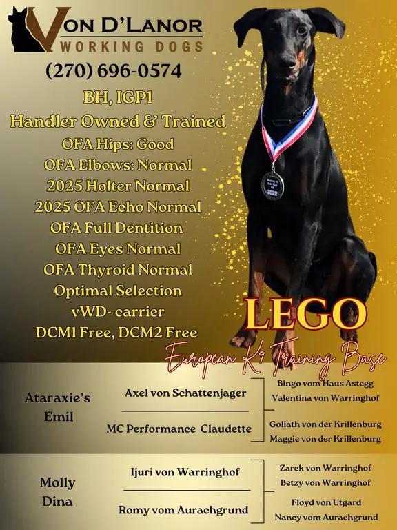 European Dobermann Puppies