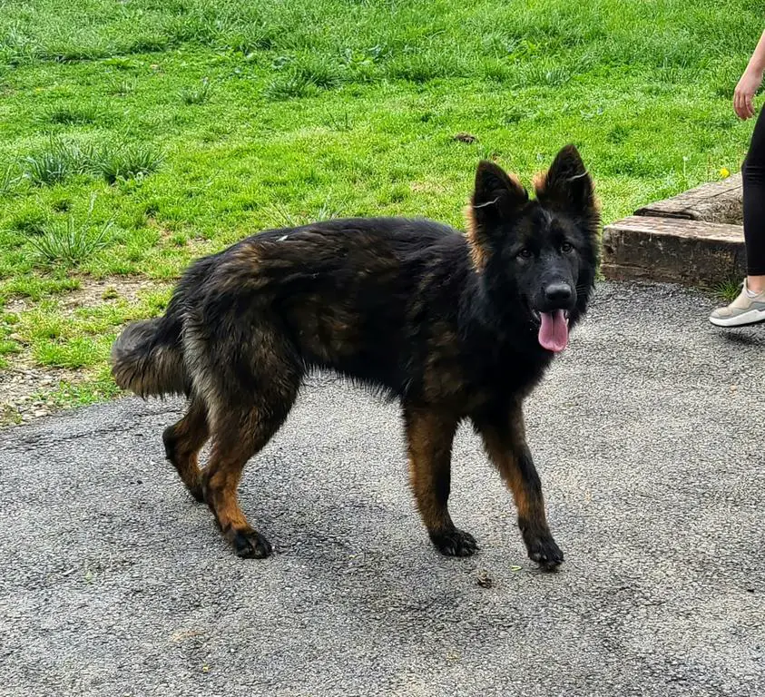 Black Sable Female