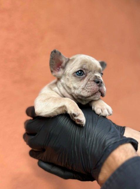 Exotic French Bulldog Balkan – TOP quality puppies