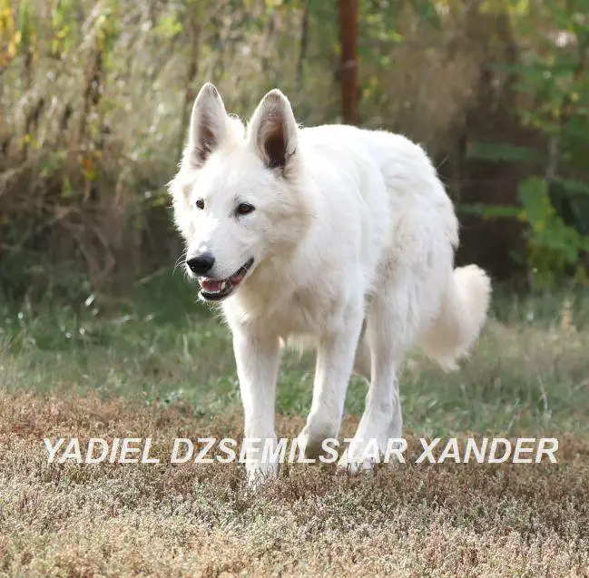 YADIEL DZSEMILSTAR - X LITTER JUNIOR BOY