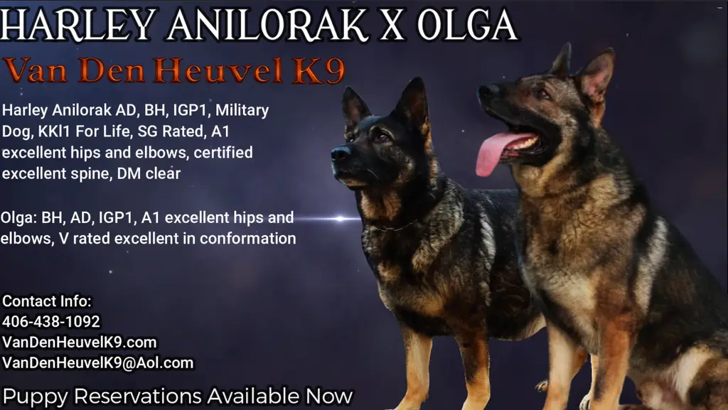 Top Working German Shepherd Puppies Available