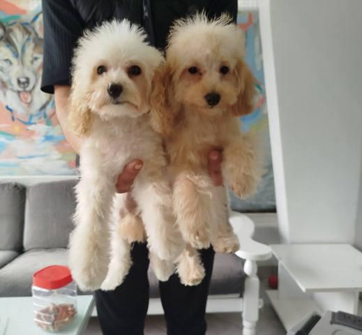 Miniature poodle puppies