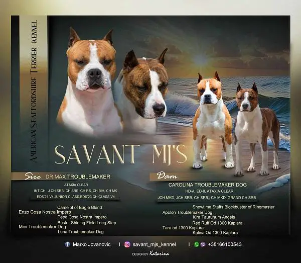 American Staffordshire Terrier, top quality puppie