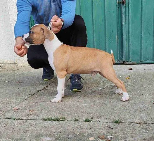 American Staffordshire Terrier puppies