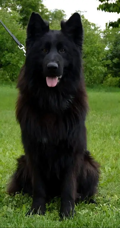 Black long hair male 2 years old