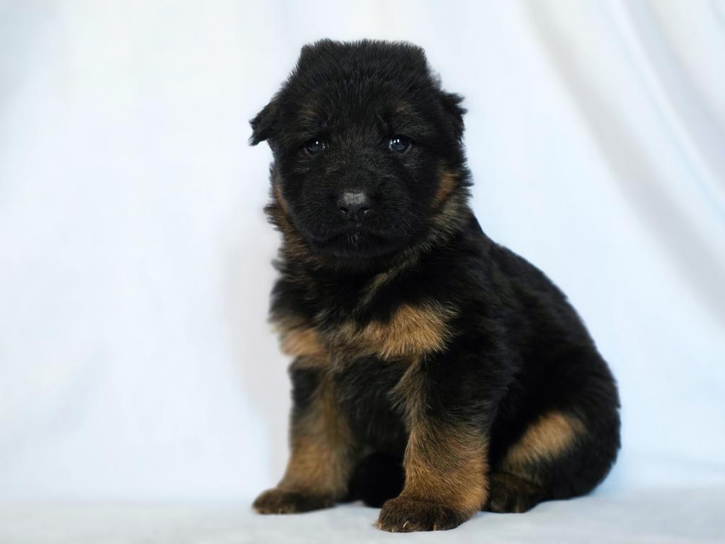 VA princ house of Ilinen puppy