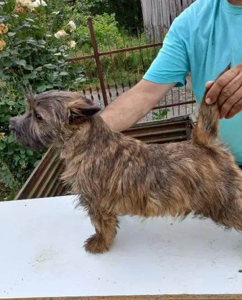 Cairn terrier puppies