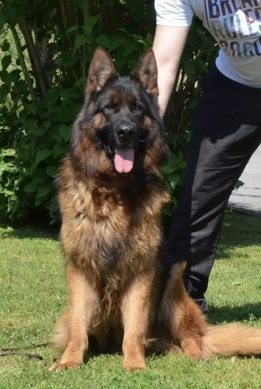 ⭐️ V1 Male for sale ⭐️