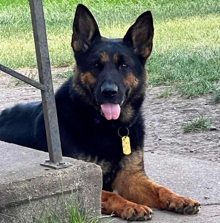 Stunning Black/Red DDR female