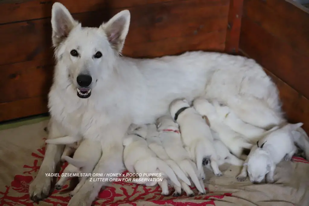 YADIEL JAMILSTAR Z LITTER OPEN FOR RESERVATION