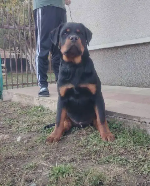 Rottweiler, top puppies