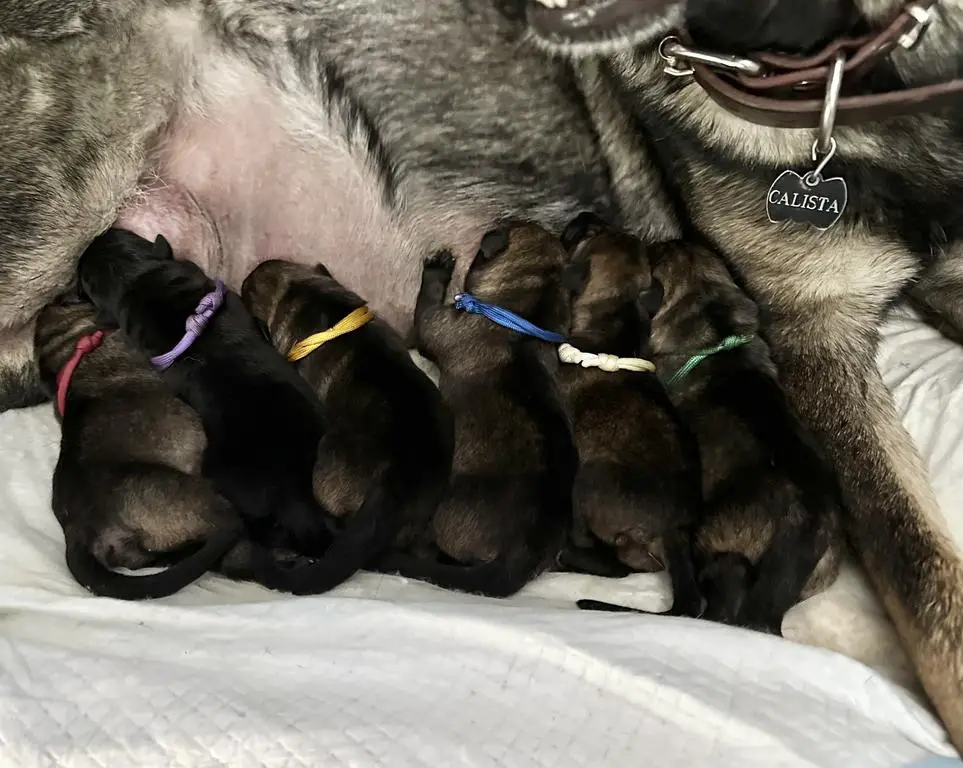 Working Line German Shephed Puppies