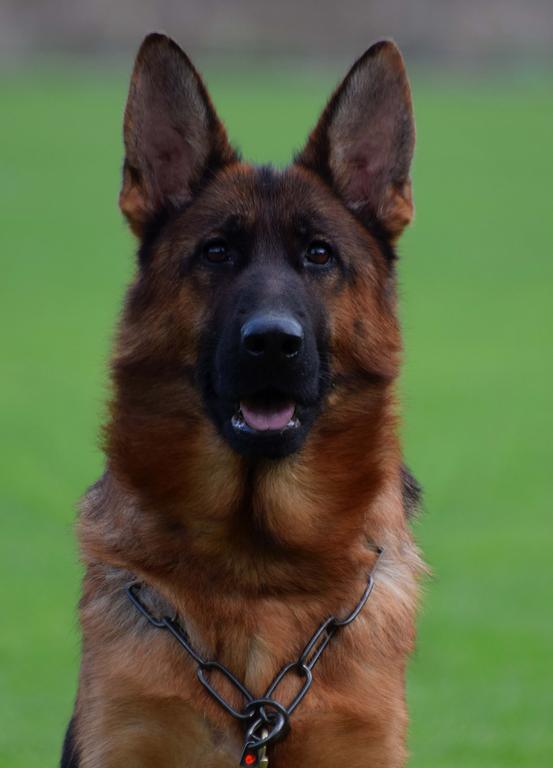 Legendary VA1 Usher Daughter 