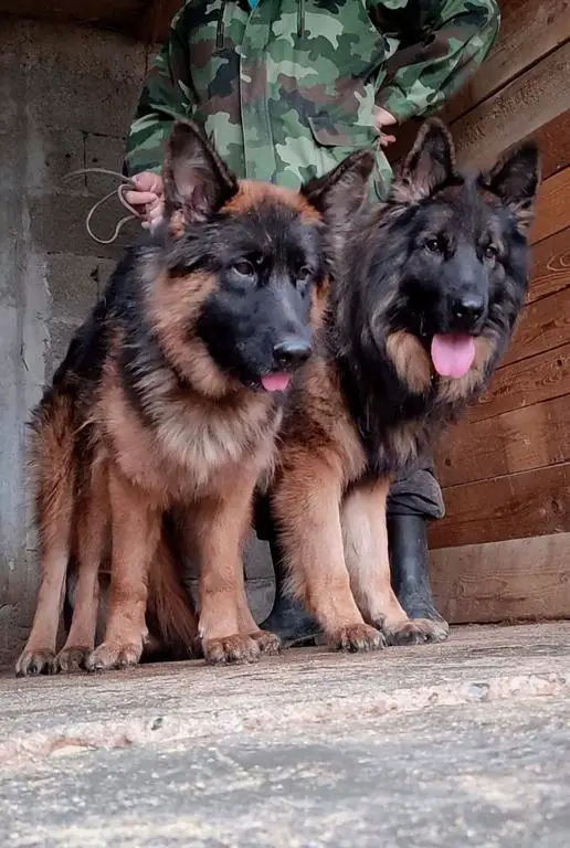 Confirmed pregnant longhair female