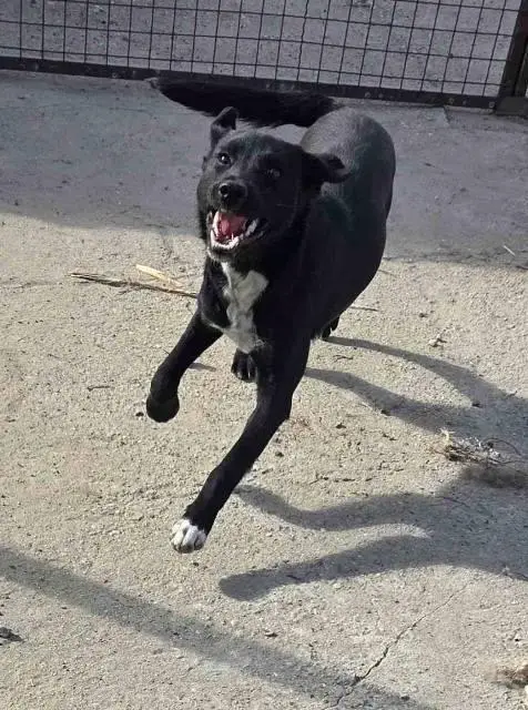 Young black mixed breed puppy, adoption!