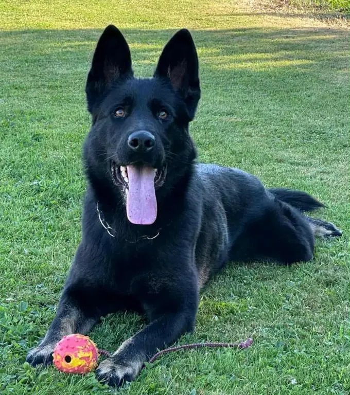 Young very talented female from pure working line