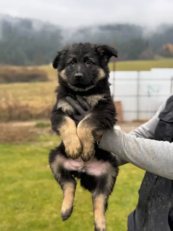 Long coated WL - Policia Slovakia bloodlines