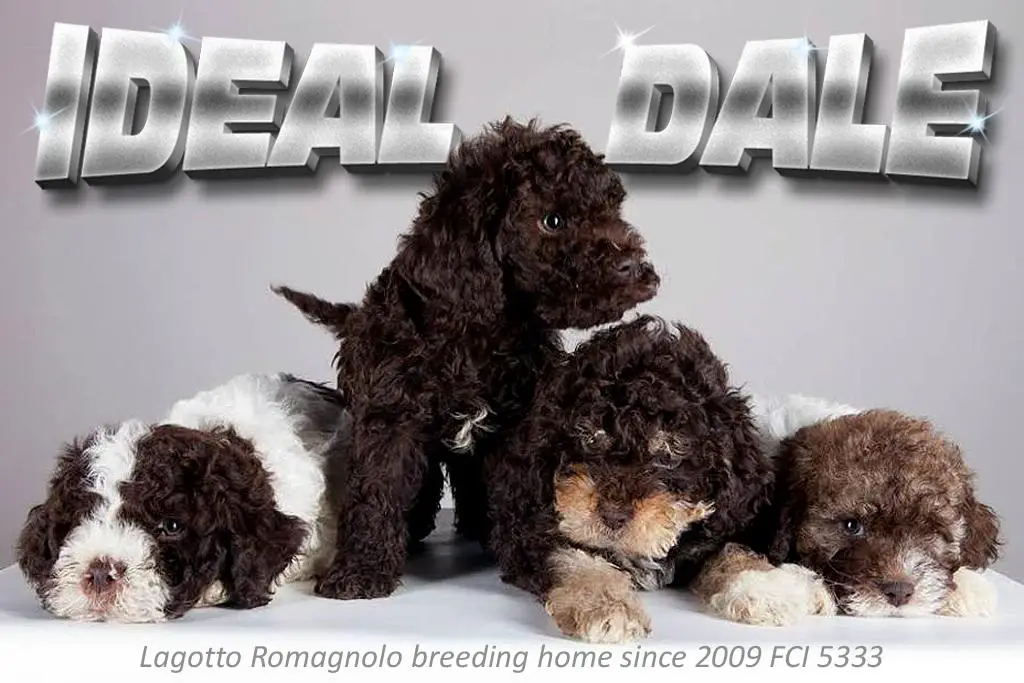 Lagotto Romagnolo puppies for sale