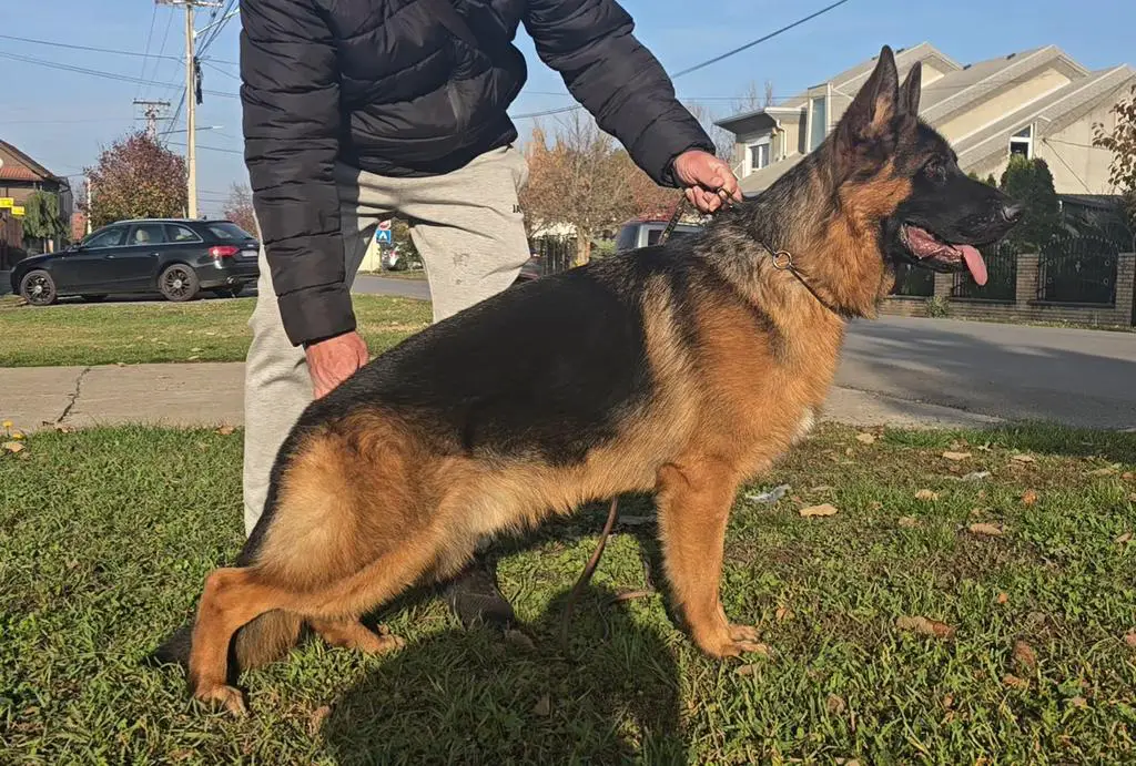 Red black super VA2 Zet son