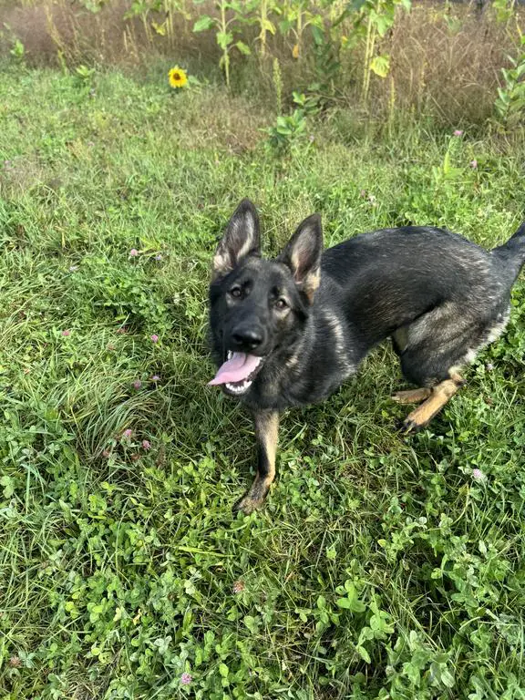 100% DDR 9 months, Dark Sable!