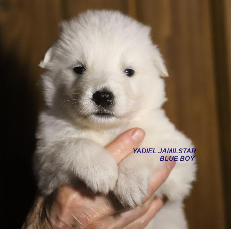 YADIEL JAMILSTAR -BLUE BOY / Z LITTER