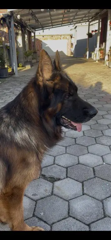 VA Henko son 📩❗️