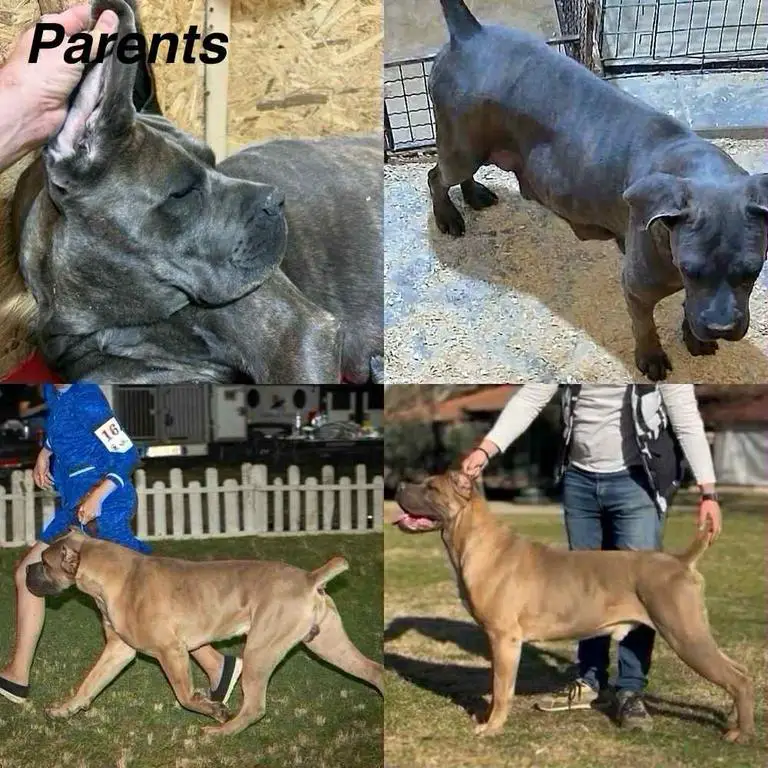 Cane Corso puppies