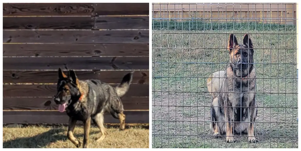 Akc Male/Female Pair. German Working Bloodlines.