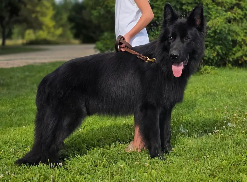 Black long haired male