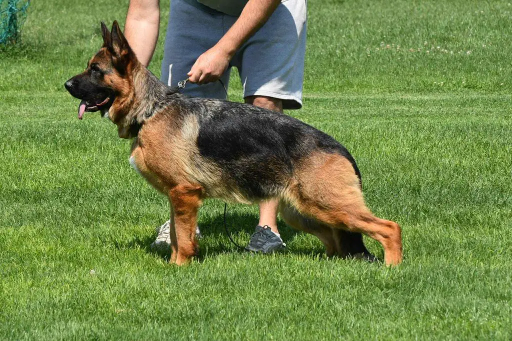 Superstar adult female for sale