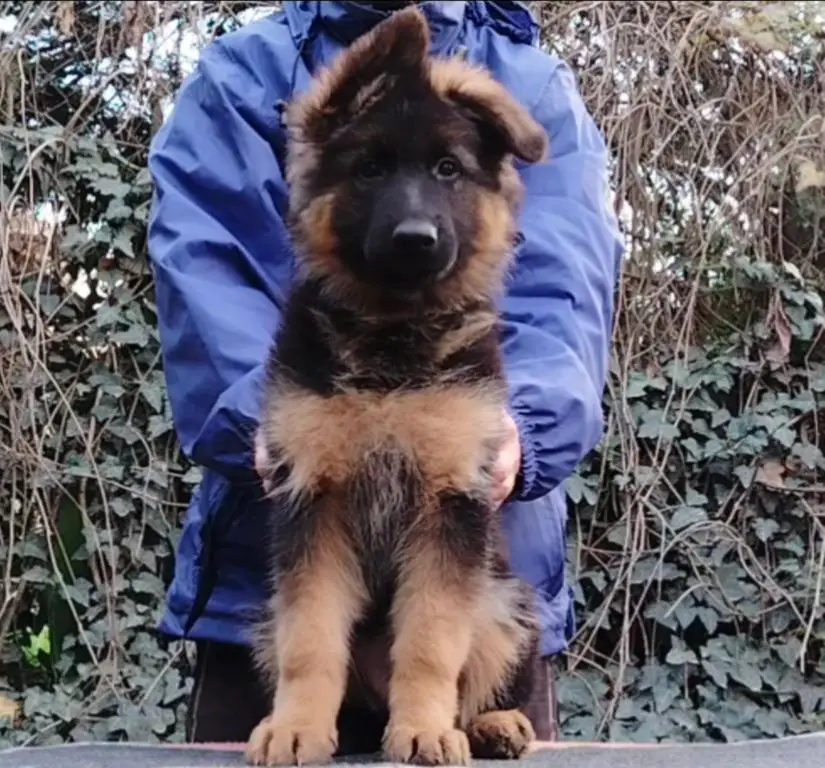 Top long hair female puppy