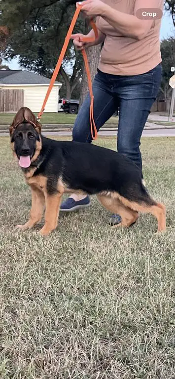 16 weeks old german shepherd puppy
