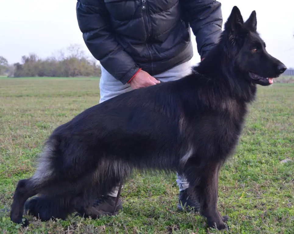 Confirm pregnant (8 puppies) black long hair