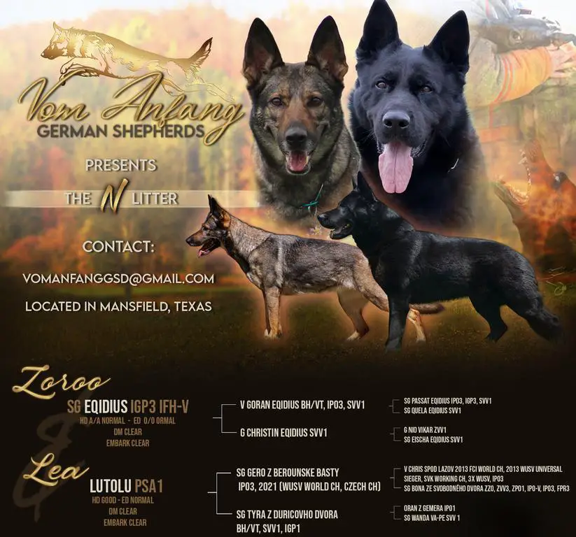 Workingline German Shepherd Puppies