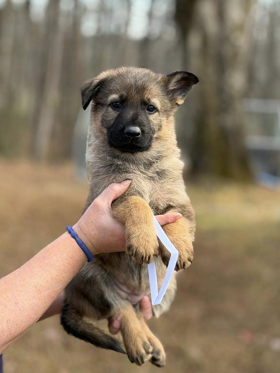 Working Line Female Puppy