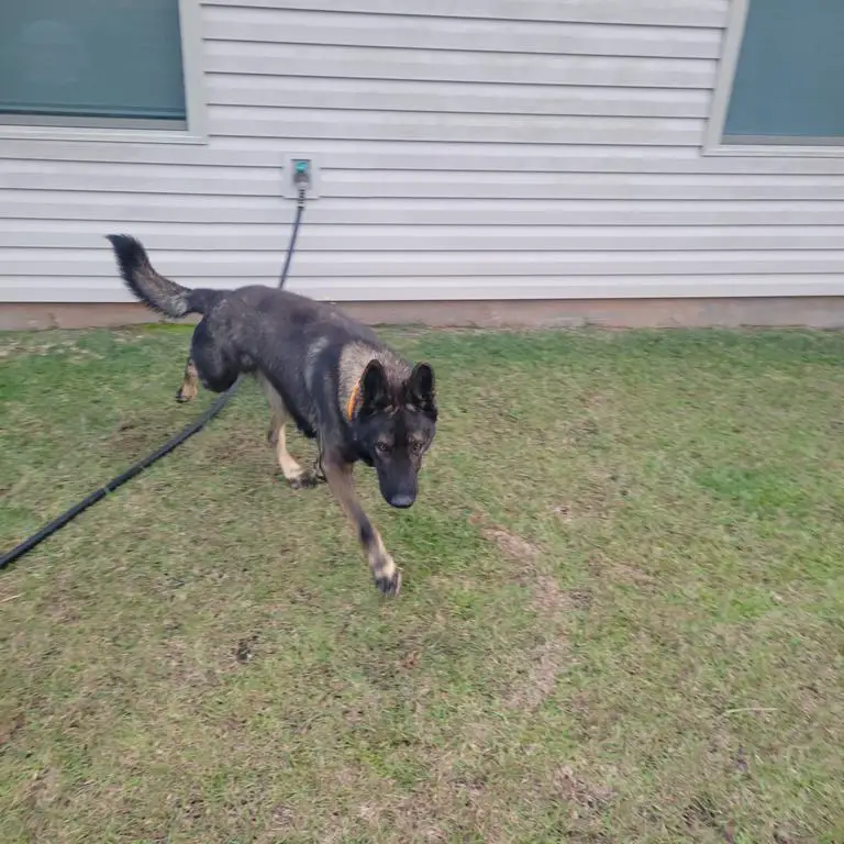 AKC German Working Line Male