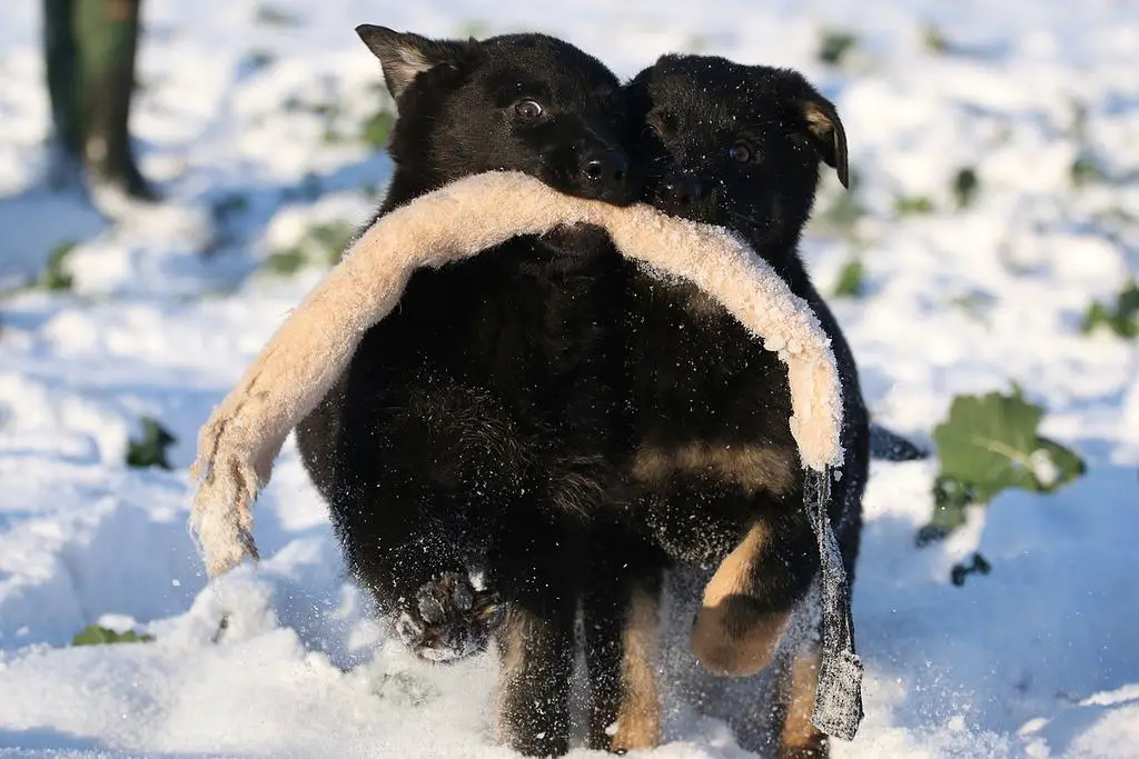 TOP working line puppies for sale