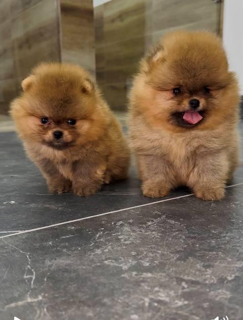 Top quality Pomeranians