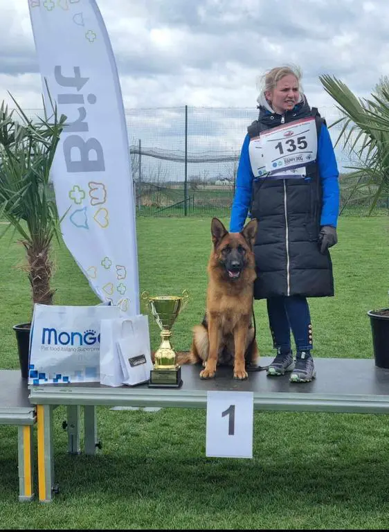 Female for sale (IGP1, KKL SV)